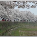 경포대 벚꽃길과 삼척의 죽서루, 맹방해수욕장의 유채꽃 이미지