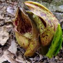 앉은부채 skunk cabbage 이미지