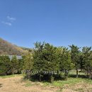 주목정원 이미지