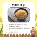 미래왕겨 | 웰빙 치킨 오븐마루 &#39;현미베이크&#39; 추천! + 현미의 효능