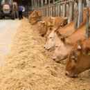 청년사료 이미지