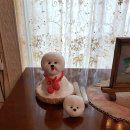 비숑이즈 이미지