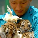 호랑이형제 이미지