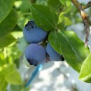 현주 농장 이미지