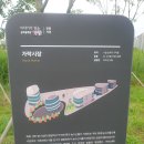 서울둘레길 탄천길ㅡ성남탄천길ㅡ보리밭길 밀밭길 ㅡ흑보리밭 호밀밭ㅡ메밀밭 양귀비 꽃길 코스모스ㅡ꽃이 피어있는 성남 탄천길 하이킹 ㅡ 이미지