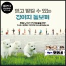 상신리코코네 이미지