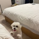 르오애견옷핸드메이드 | 봄, 겨울, 여름의 4월
