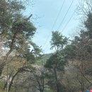 각원사 | 충남 천안 각원사 겹벚꽃 놀이 후기 및 필수방문지10곳