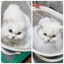 코리아 퍼피 | [공지] 상봉동 고양이 미용 추천｜전문 고양이 케어샵 퍼피코리아 🐱