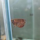 상기농장 | 3월 인도네시아 수입후기