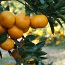 귤림추색 이미지