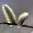 버들강아지 이미지