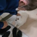 (주)페슬러 | 모닝강쥐 (feat.페슬러 개설렘 츄르 후기)