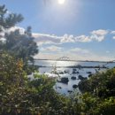 오조리-8 이미지