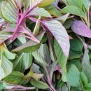 아마란스 이미지