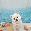 오엑스 피씨방 장전동점 | 금정구 강아지 미용 잘하는곳 추천- 이따봐요 부산대 애견미용