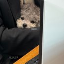 카패밀리 | 렉서스 패밀리카 RX350h 할인 가격 프로모션 출고후기