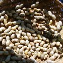 용헌농장. 이미지