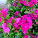 나 그대 사랑... 이미지