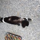 백록동물병원 이미지