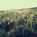 잎새바람 펜션 이미지