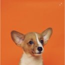 처음동물병원 이미지