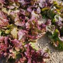 하늘아래첫집민박 이미지