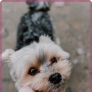 동물병원 위드 이미지