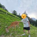 꿈벌사슴목장 | 260728 태백여행 1일차 / 초록뿔사슴카페
