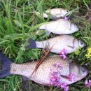 붕어의 신 이미지