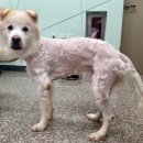 The행복한동물병원 이미지