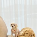 몽시어 | 통영 강아지 미용 몽시어