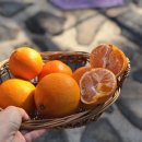 여니파파농장 네이버블로그
