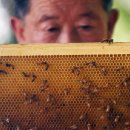 꿀벌 에이즈에 폭염, 농약까지… 위기의 꿀벌 세계 [이슈&탐사] 이미지