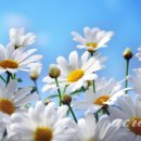 데이지 이미지