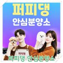 대전고양이분양 퍼피댕 캣 안심분양소 둔산점 | 계룡고양이분양 브리티쉬숏헤어, 성향까지 보고 결정한 현실 후기