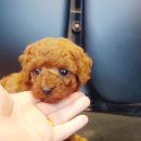 쓰담쓰담 이미지