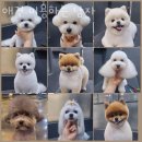 미용하는 남자 이미지