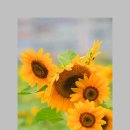 해바라기 하나 이미지