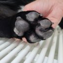 멍뭉워시 이미지