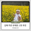신신사 | [김해] 창녕 안가도 됩니다! 주촌 유채꽃 숨은 명소 &amp; 실시간 방문 팁