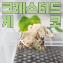 마뱀이룸