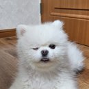 상도힐링동물병원 이미지