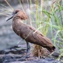[망치새] 「망치머리황새 Hamerkop」 이미지