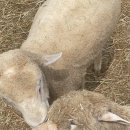 유다목장 이미지