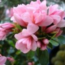 기리시마 이미지