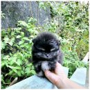 강아지분양 애견입양 아이러브독 인천점 이미지