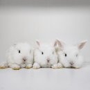 털뭉치즈 이미지