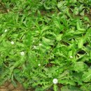 민들레농장 이미지