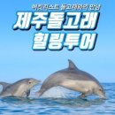 제주 돌고래 이미지